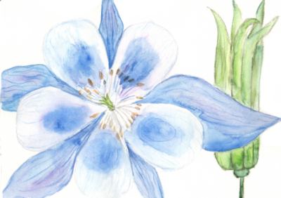 Akelei